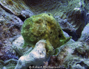 Frogfish at Capt Don's, Bonaire by Robert Michaelson 
